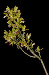 Oeceoclades splendida ‘Tustin’ CBR/AOS 0 pts. Inflorescence